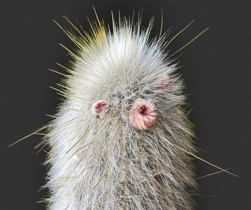 Old Man Cactus