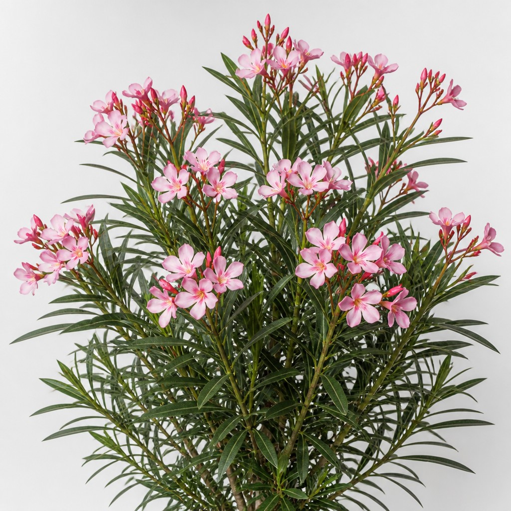 Oleander