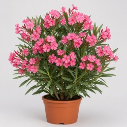 Oleander Identification Guide