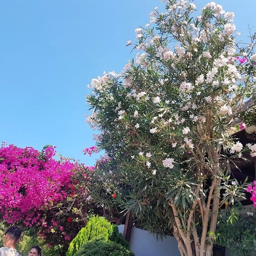 Oleander