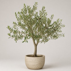 Olive Tree Identification Guide