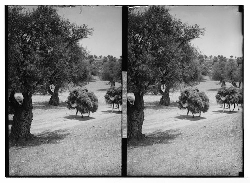 Olive Tree