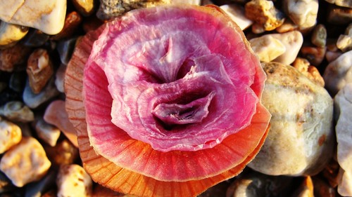 Onion