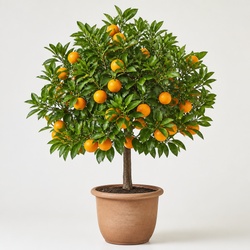 Orange Tree Identification Guide