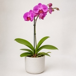 Orchid Identification Guide