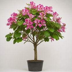 Orchid Tree Identification Guide