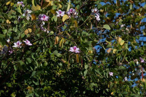 Orchid Tree