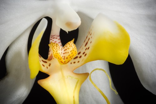 Orchid