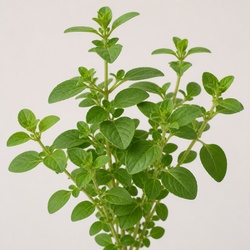 Oregano Identification Guide