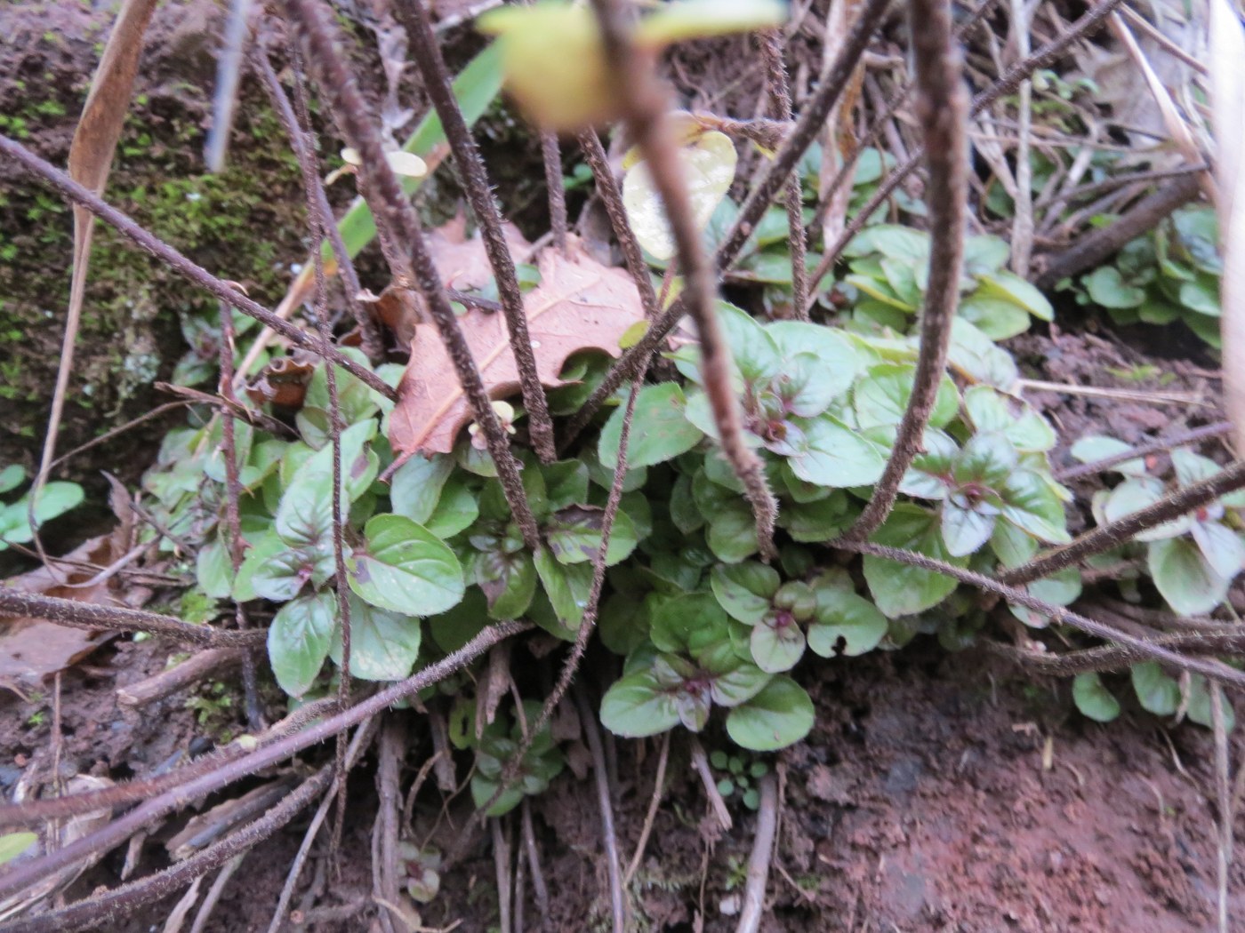 How to Care for Oregano
