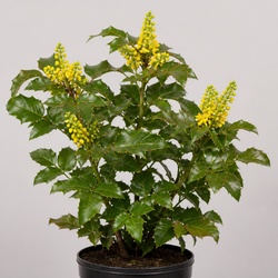 Oregon Grape Identification Guide