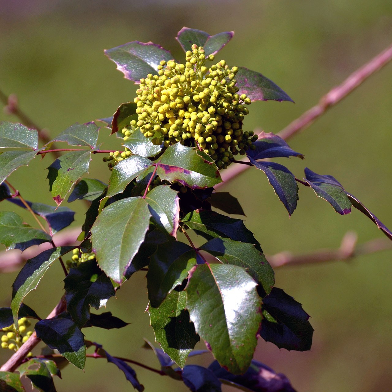 How to Care for Oregon Grape