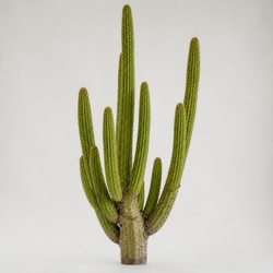 Organ Pipe Cactus Identification Guide