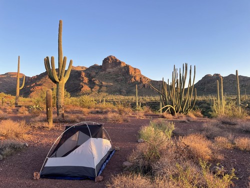 Organ Pipe Cactus