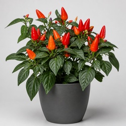 Ornamental Pepper Identification Guide