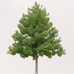 Overcup Oak Identification Guide