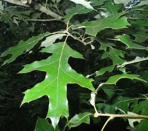 Overcup Oak