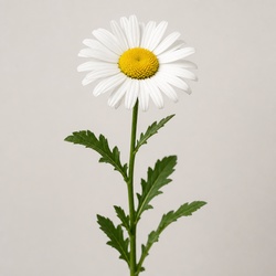 Oxeye Daisy Identification Guide