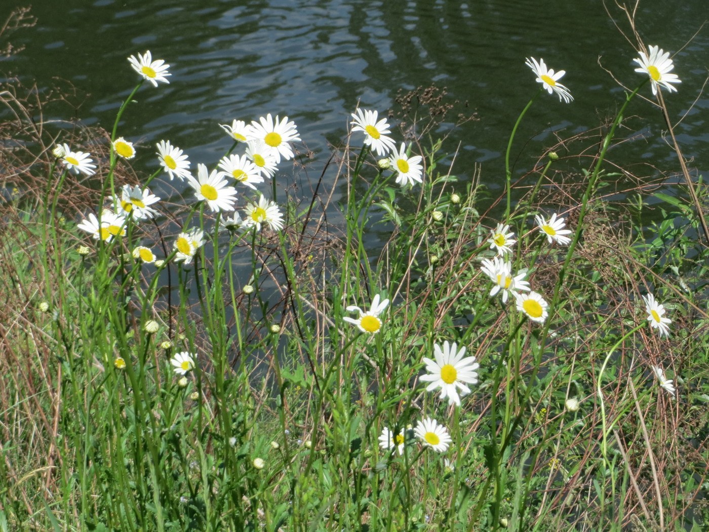 How to Care for Oxeye Daisy