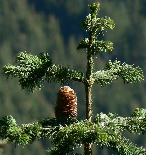 Pacific Silver Fir