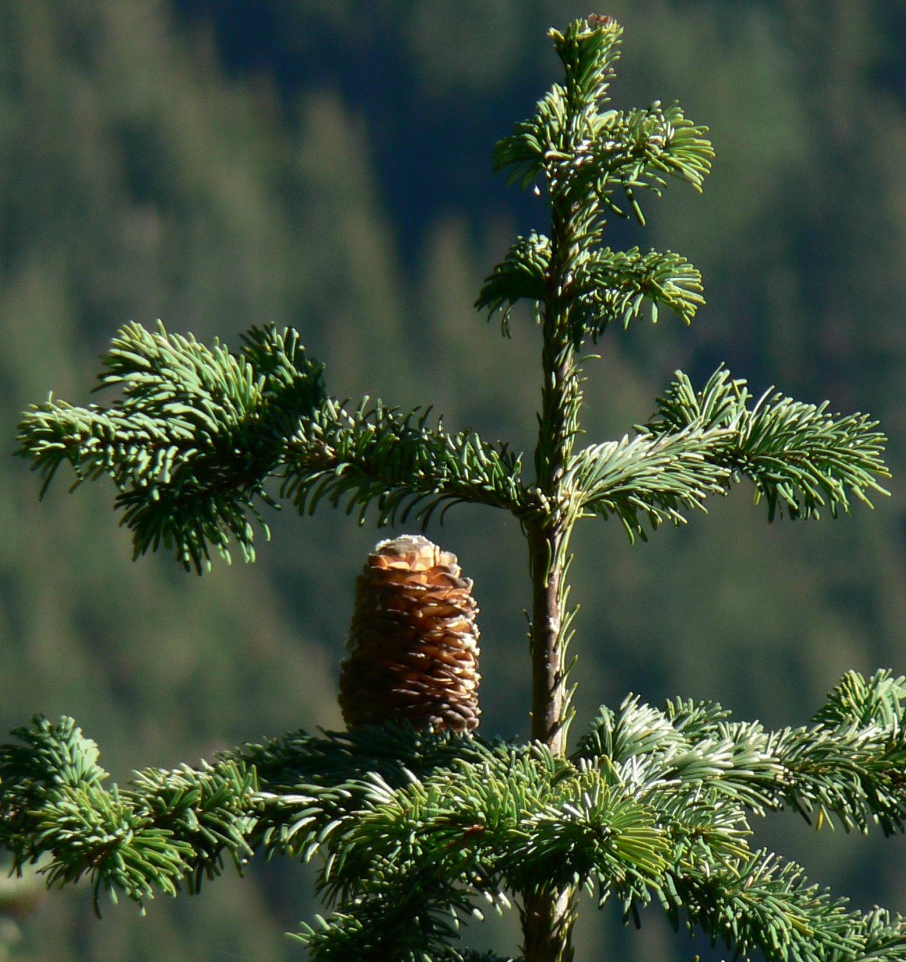 How to Care for Pacific Silver Fir