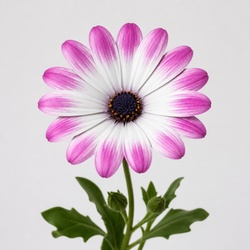 Painted Daisy Identification Guide