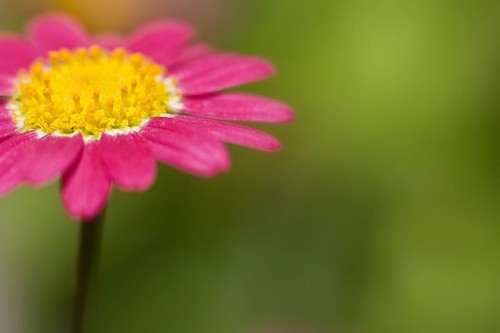 Painted Daisy