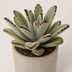 Panda Plant Identification Guide