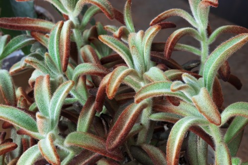 Panda Plant