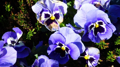 Pansy