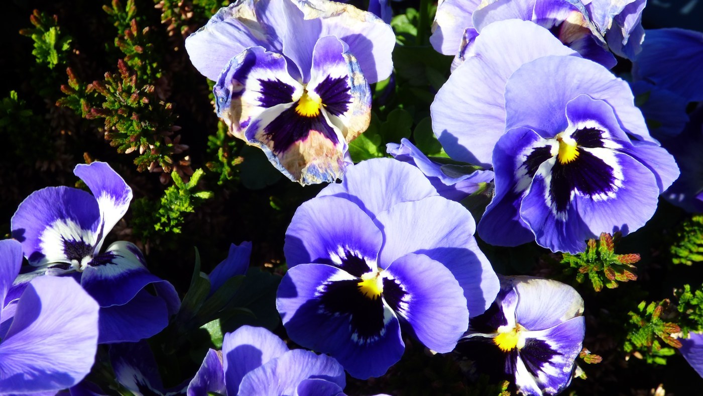 How to Care for Pansy