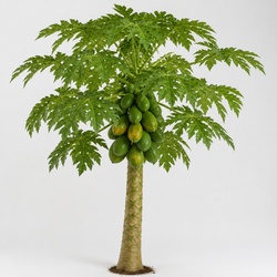 Papaya Tree Identification Guide