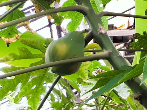 Papaya Tree
