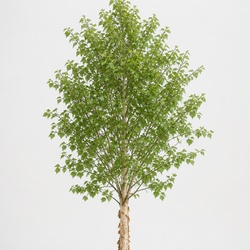 Paper Bark Birch Identification Guide