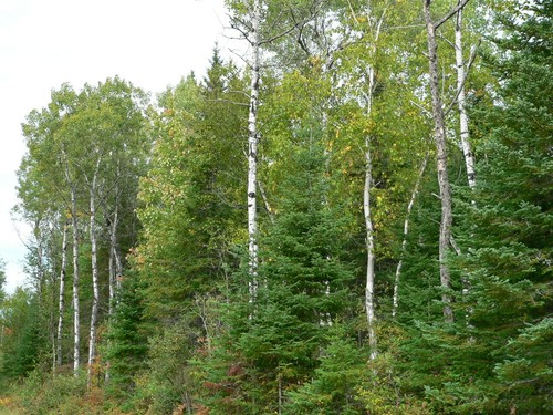 Paper Bark Birch