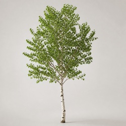Paper Birch Identification Guide