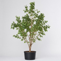 Paperbark Maple Identification Guide