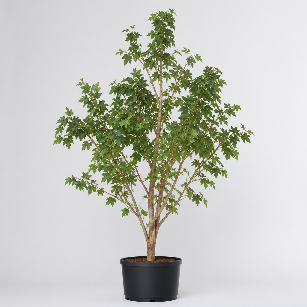 Paperbark Maple