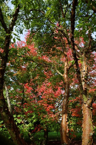 Paperbark Maple