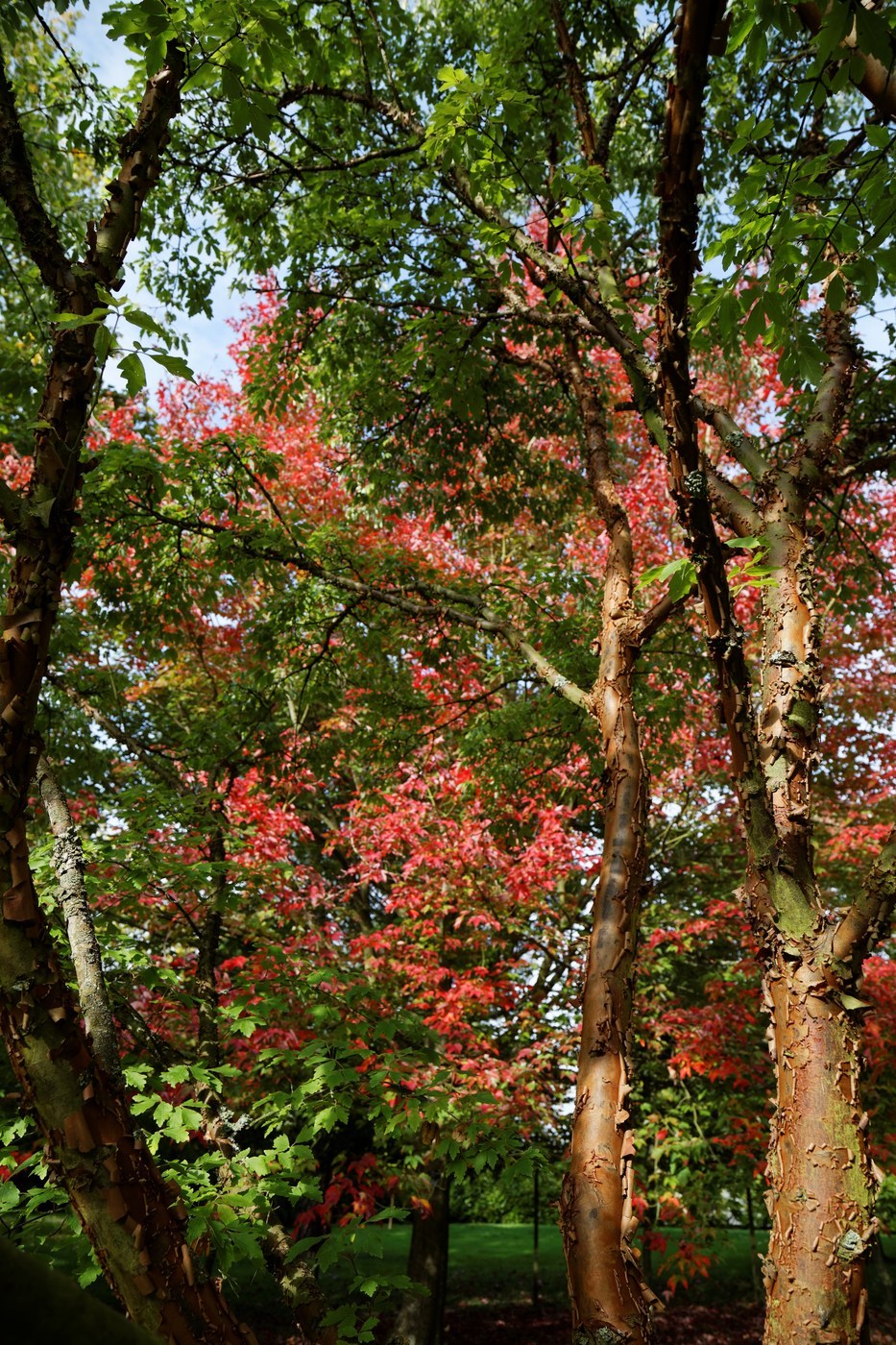 How to Care for Paperbark Maple