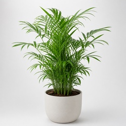 Parlor Palm Identification Guide