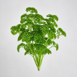 Parsley Identification Guide