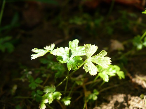 Parsley