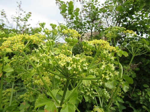 Parsnip