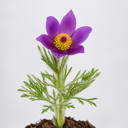 Pasque Flower Identification Guide