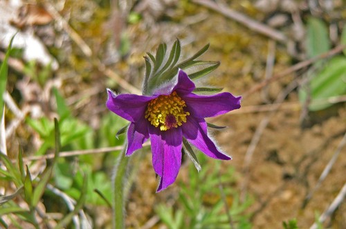 Pasque Flower