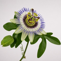 Passionflower Identification Guide