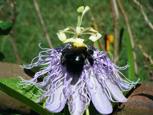 Passionflower