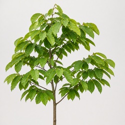 Pawpaw Tree Identification Guide