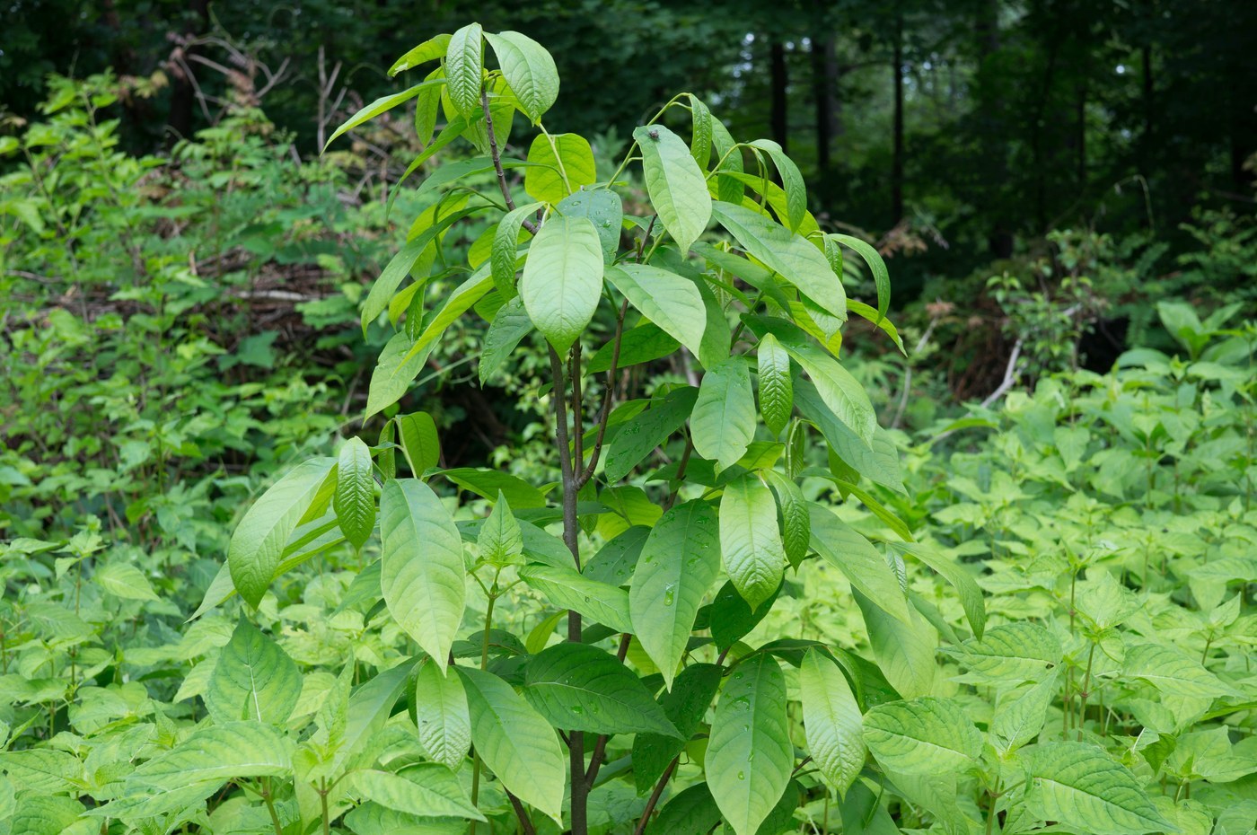 How to Care for Pawpaw Tree